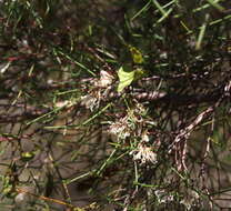 Image de Hakea trifurcata (Sm.) R. Br.