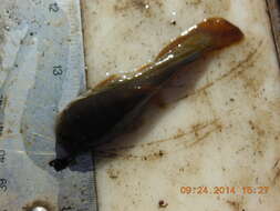 Image of Tadpole Madtom