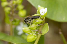 Andrena anisochlora Cockerell 1936 resmi