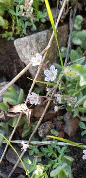 Image of Mojave phacelia