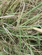 Image of Paraguayan windmill grass