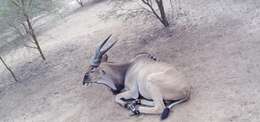 Image of giant eland