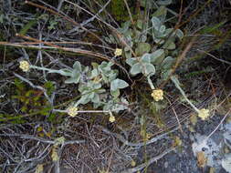 Слика од Helichrysum grandiflorum (L.) D. Don