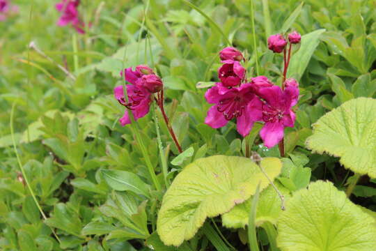 Imagem de Rhododendron camtschaticum Pall.