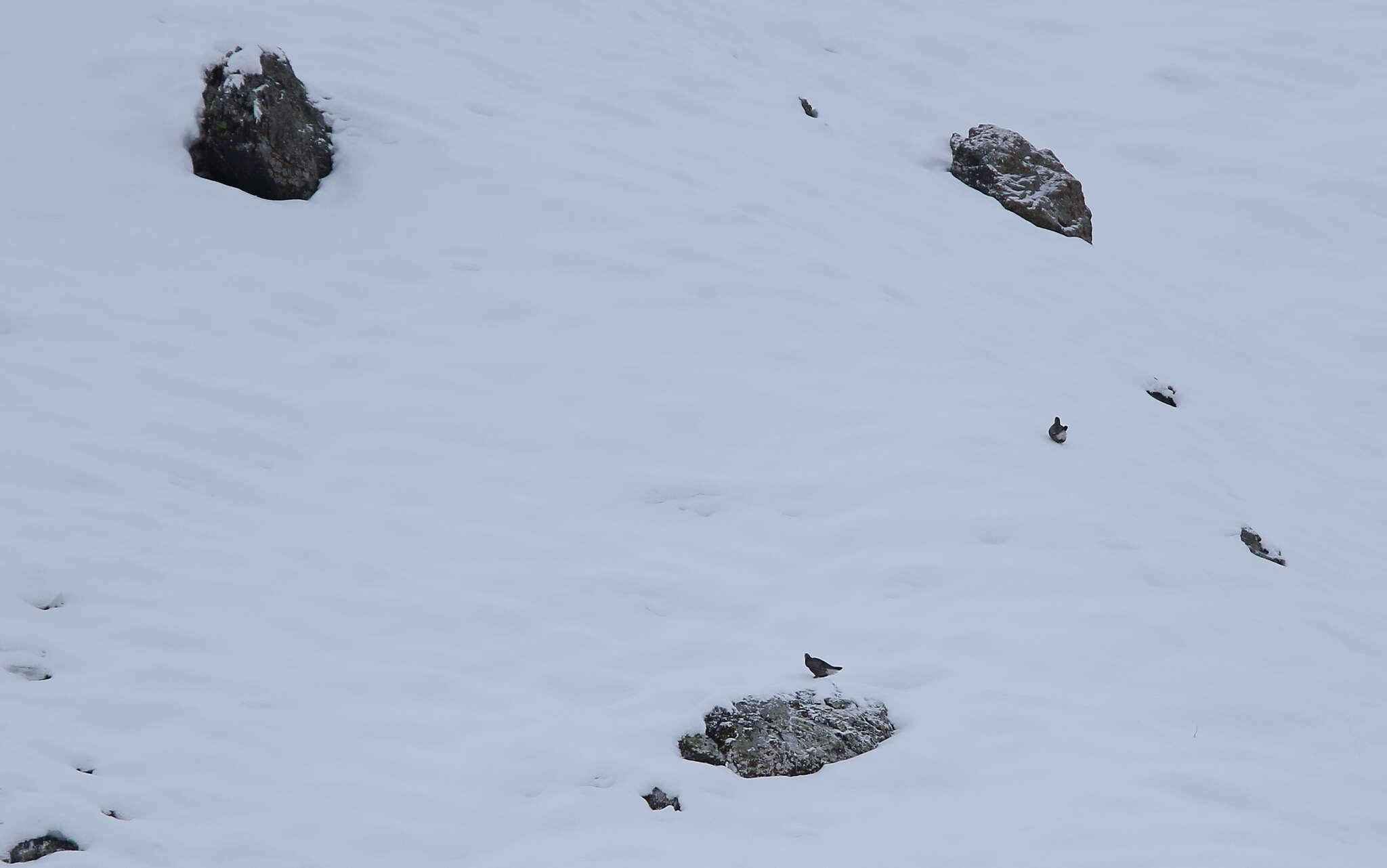 Image of Caucasian Snowcock