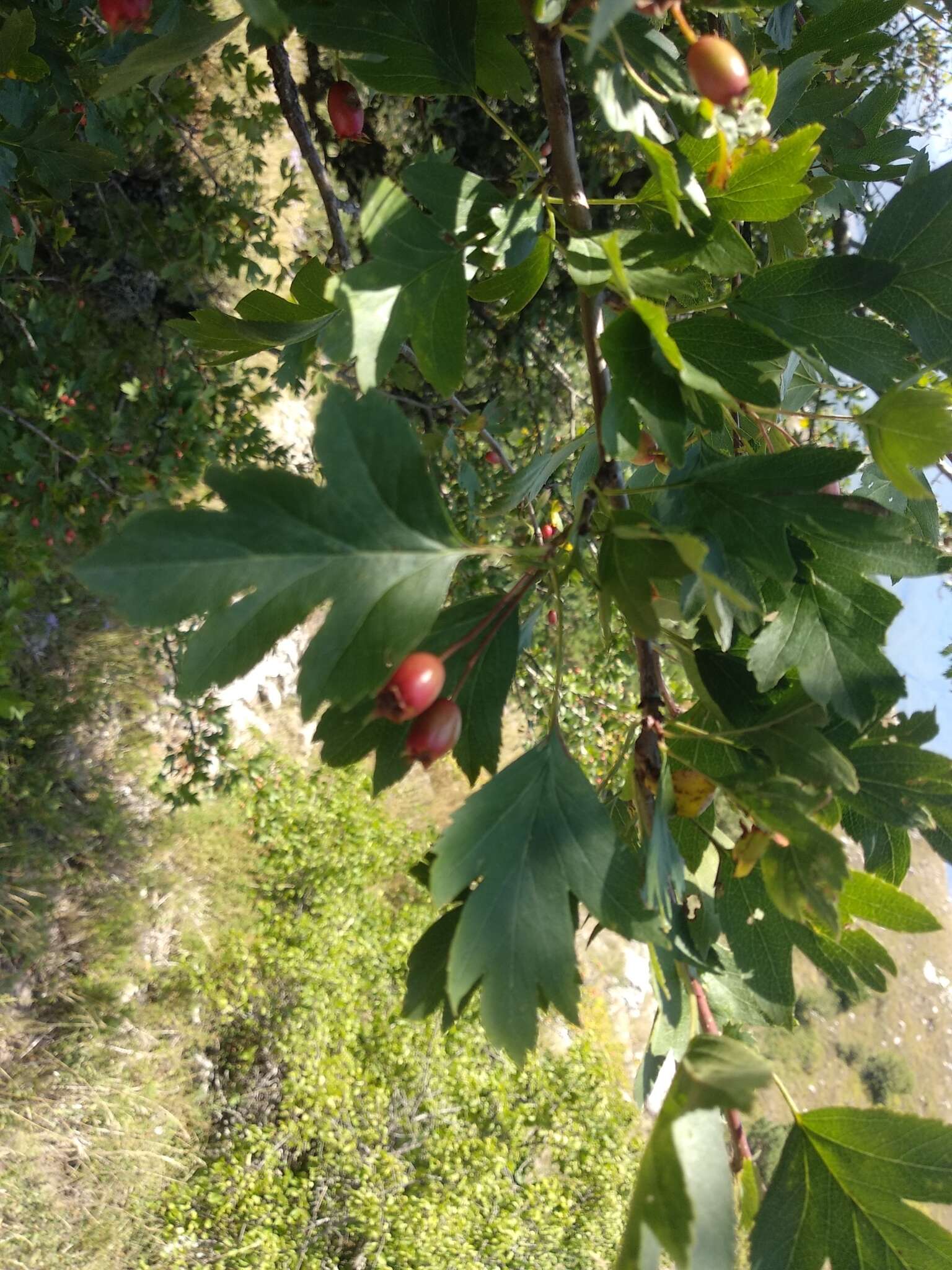 Image of Crataegus microphylla C. Koch