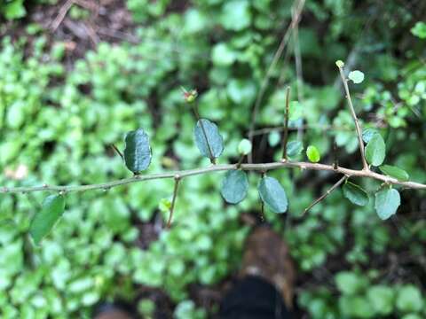 Image of Acalypha capillipes Müll. Arg.