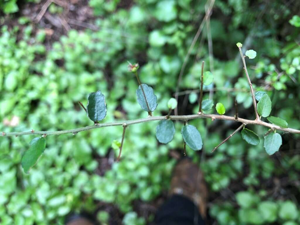 Imagem de Acalypha capillipes Müll. Arg.