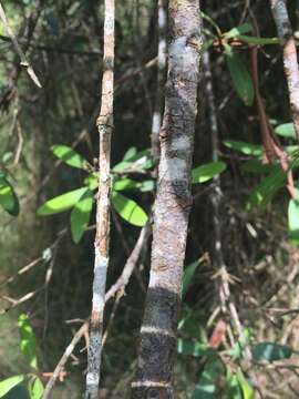 Image of Persoonia arborea F. Müll.