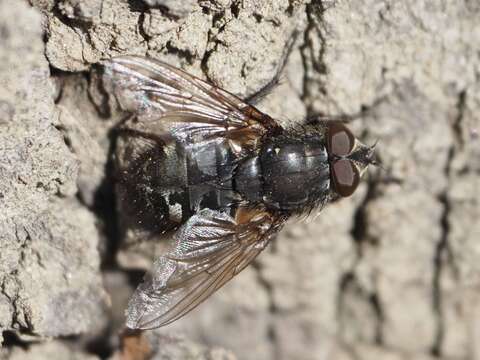 Image of Cluster fly