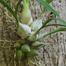 صورة Encyclia enriquearcilae