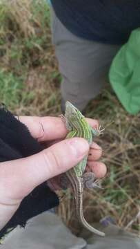 Image of Six-lined Racerunner