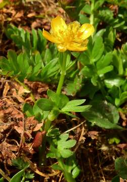 Image de Ranunculus eschscholtzii Schltdl.