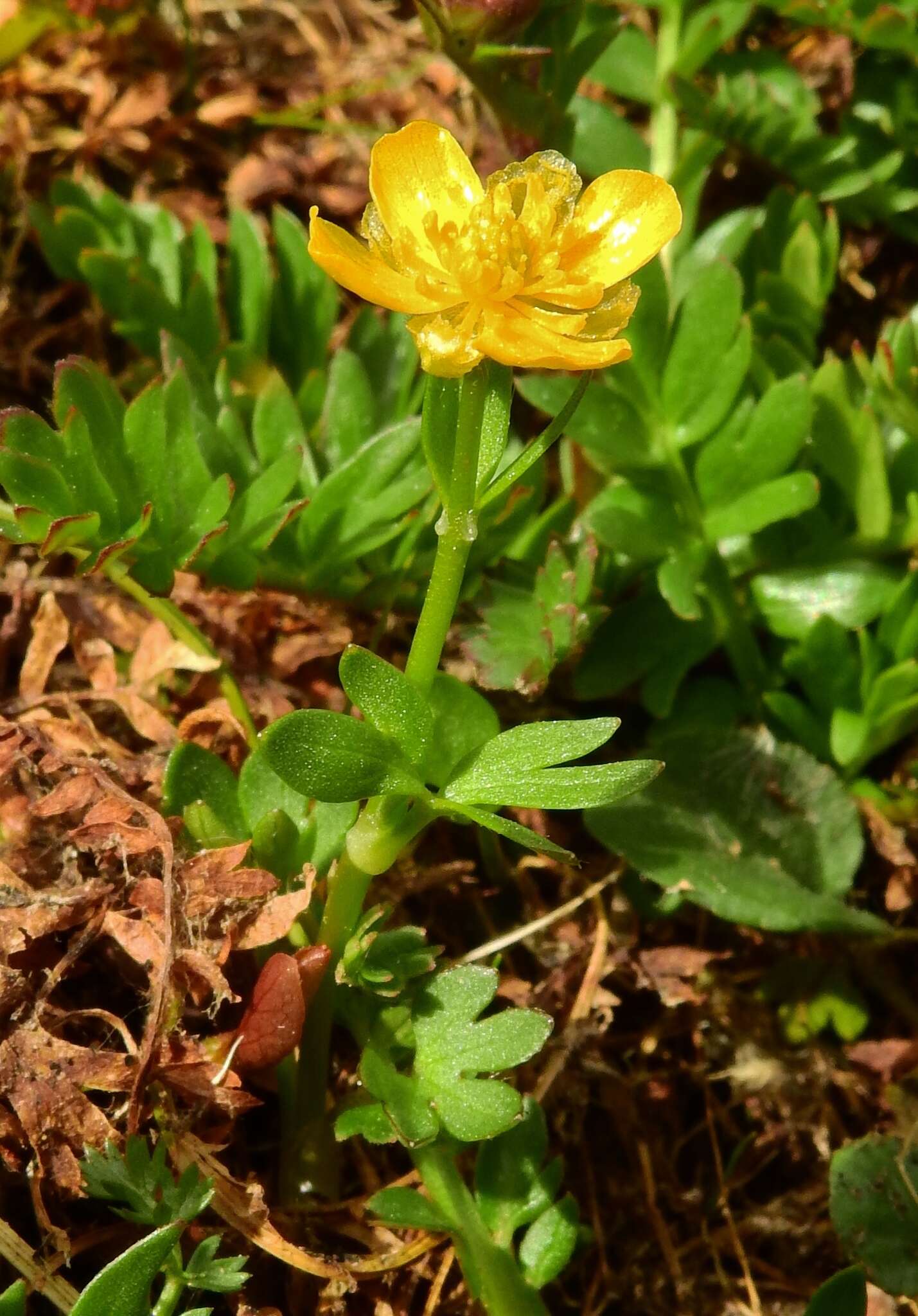 Sivun Ranunculus eschscholtzii Schltdl. kuva