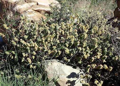 Image of Concertina plant