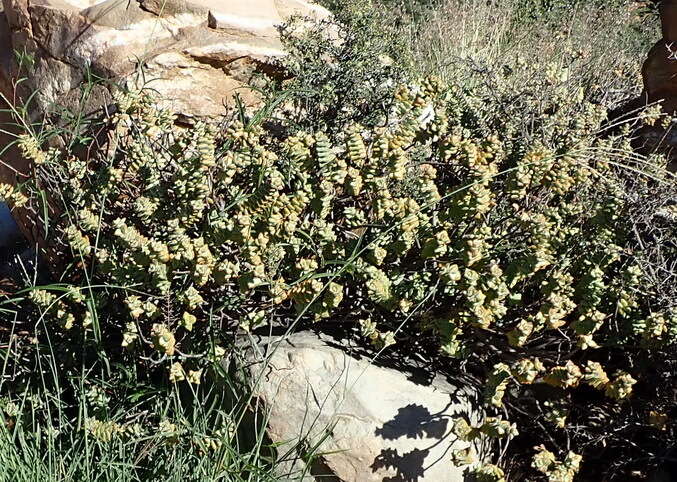 Image of Concertina plant