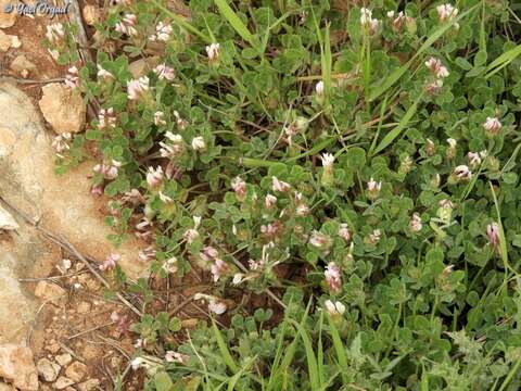 Image of woolly round-head clover