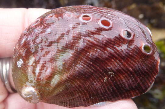 Image of red abalone