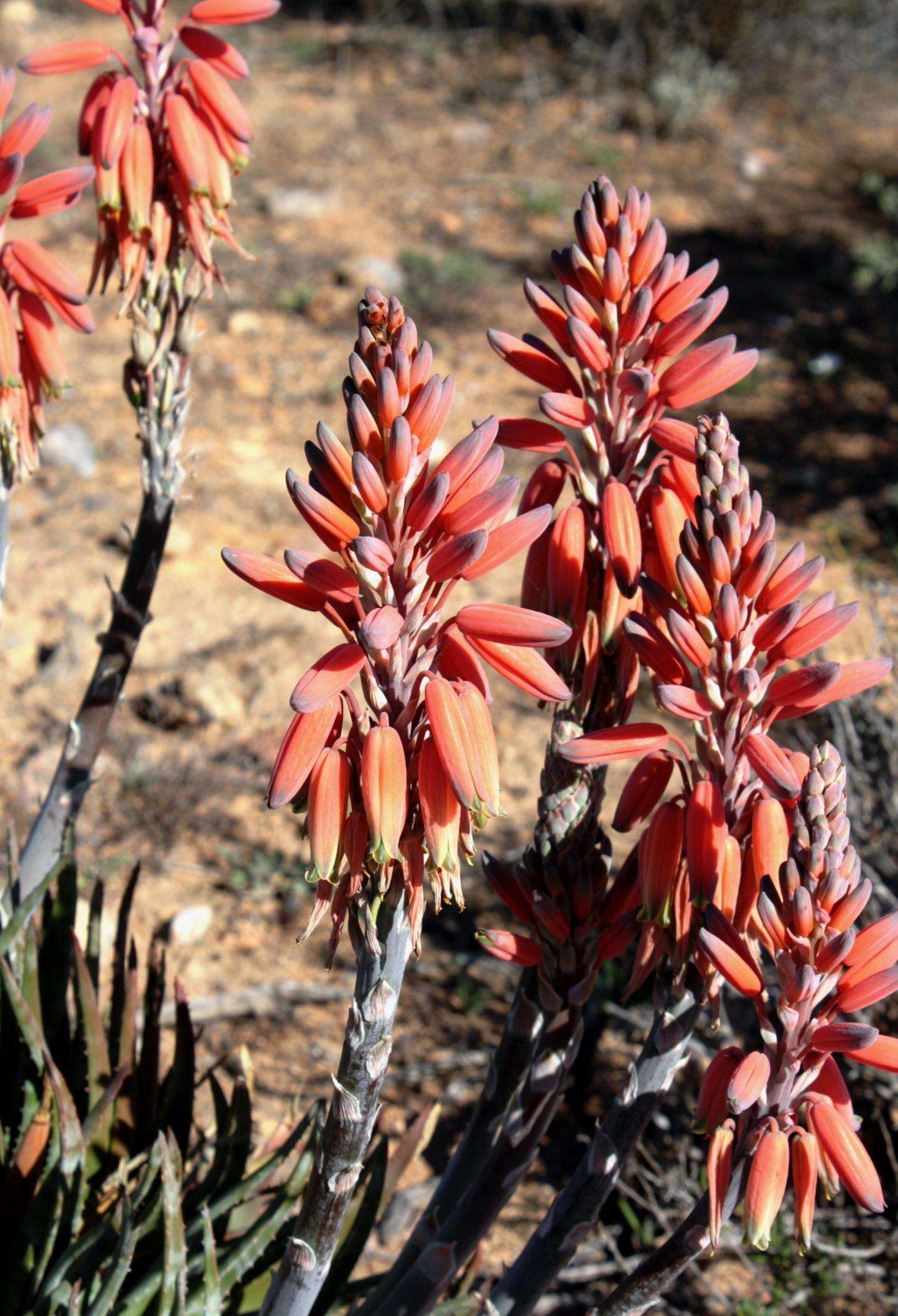 Aloe krapohliana Marloth resmi