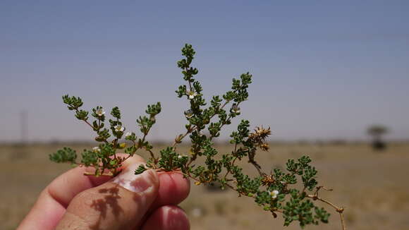 Image of European seaheath