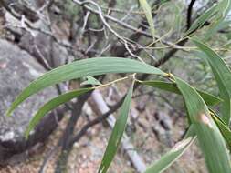 Image de Acacia disparrima subsp. disparrima