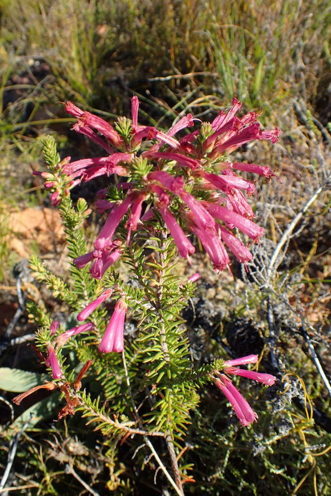 Image of Erica abietina subsp. atrorosea E. G. H. Oliv. & I. M. Oliv.