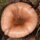 Image of Pleurotus giganteus (Berk.) Karun. & K. D. Hyde 2011