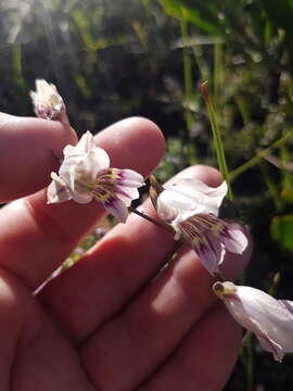 Image of Gladiolus griseus Goldblatt & J. C. Manning