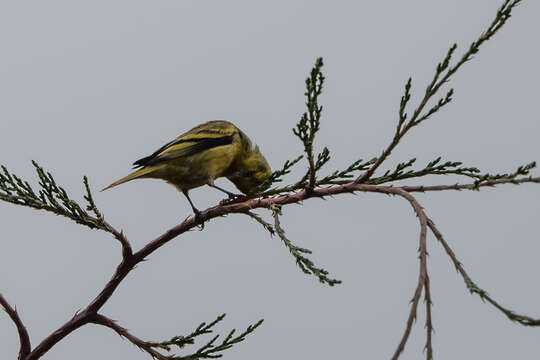 Image of Yellow-crowned Canary