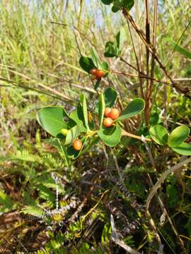 Image of Wikstroemia elliptica Merr.