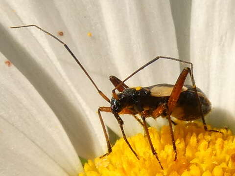 Image of Alloeonotus egregius Fieber 1864