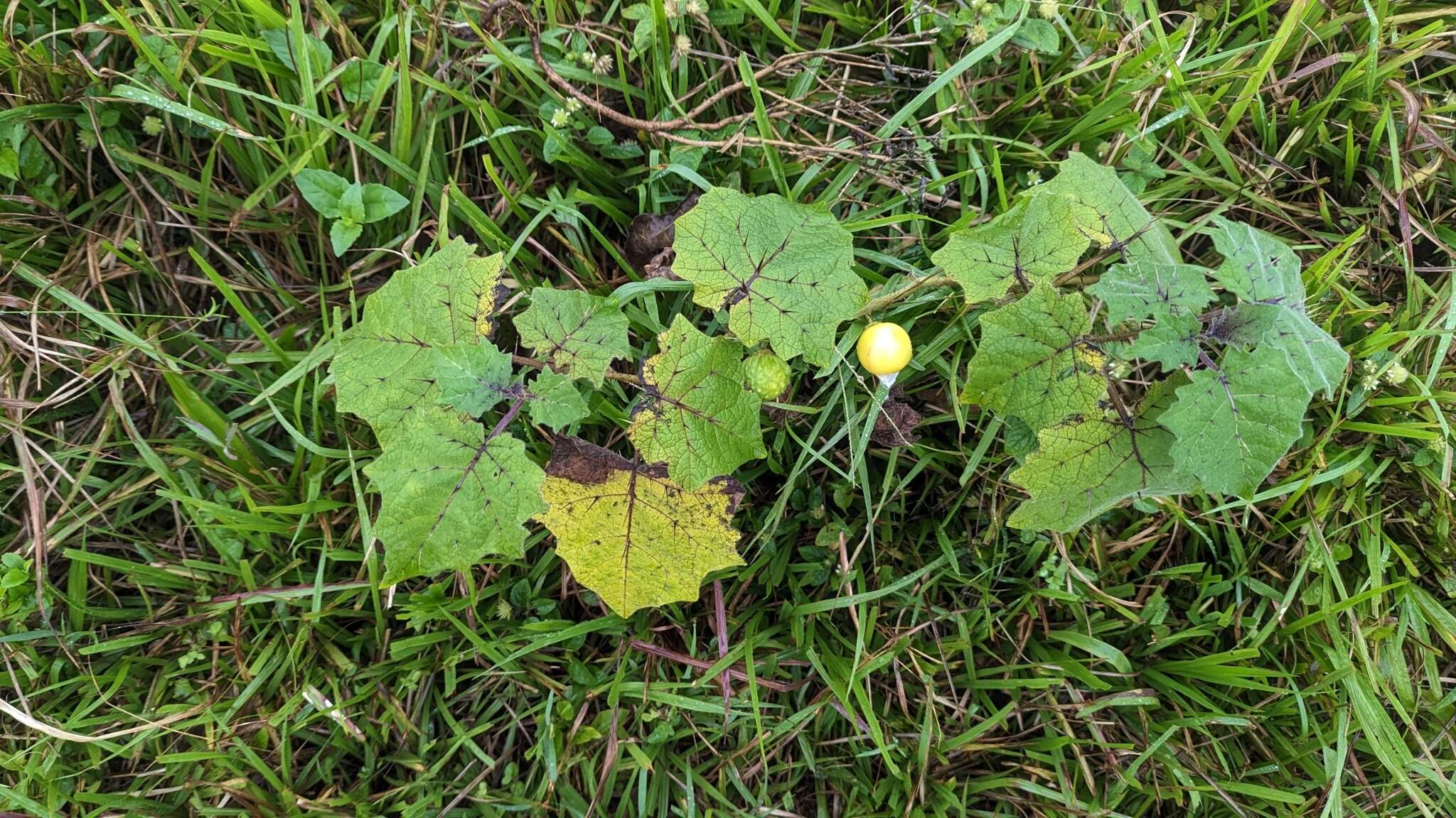 صورة Solanum myriacanthum Dun.