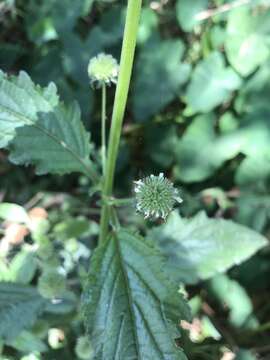 Image of false ironwort