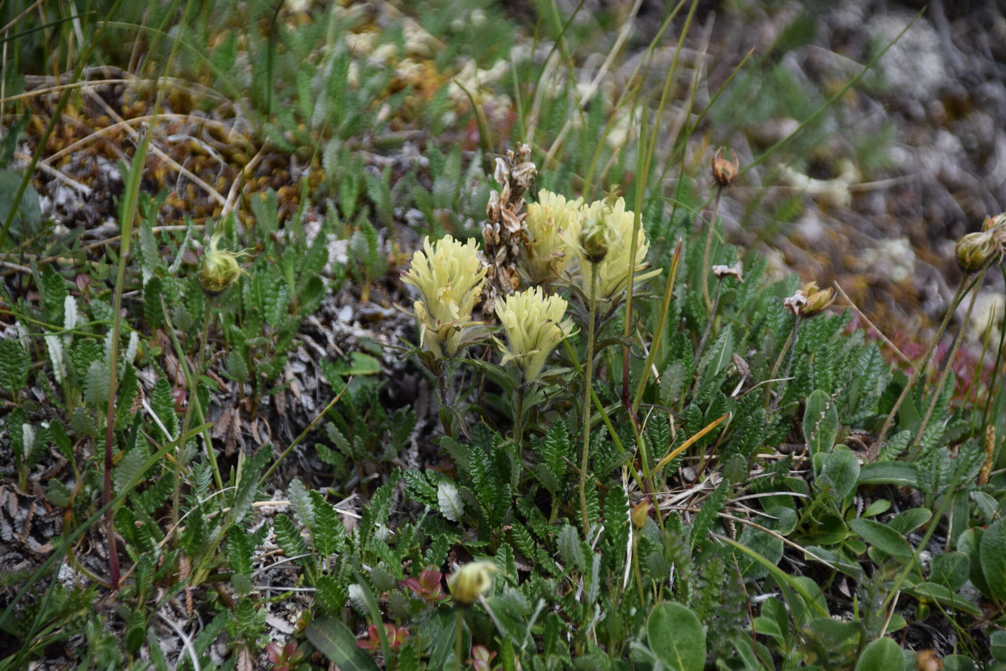 Image of northern Indian paintbrush