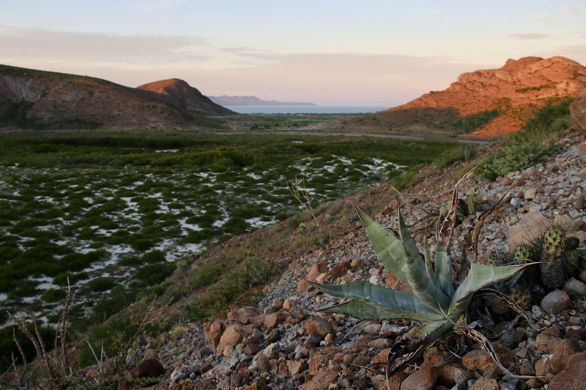 Слика од Agave sobria subsp. roseana (Trel.) Gentry