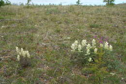 Image of Castilleja arctica Krylov & Sergievsk.