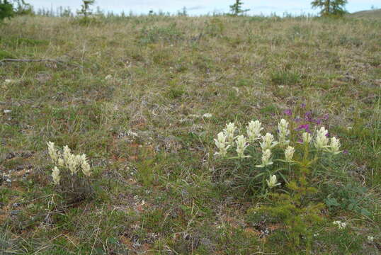 Слика од Castilleja arctica Krylov & Sergievsk.