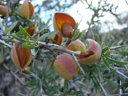 Imagem de Prunus spinosissima (A. Bunge) Franch.