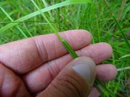 Image of bog rush