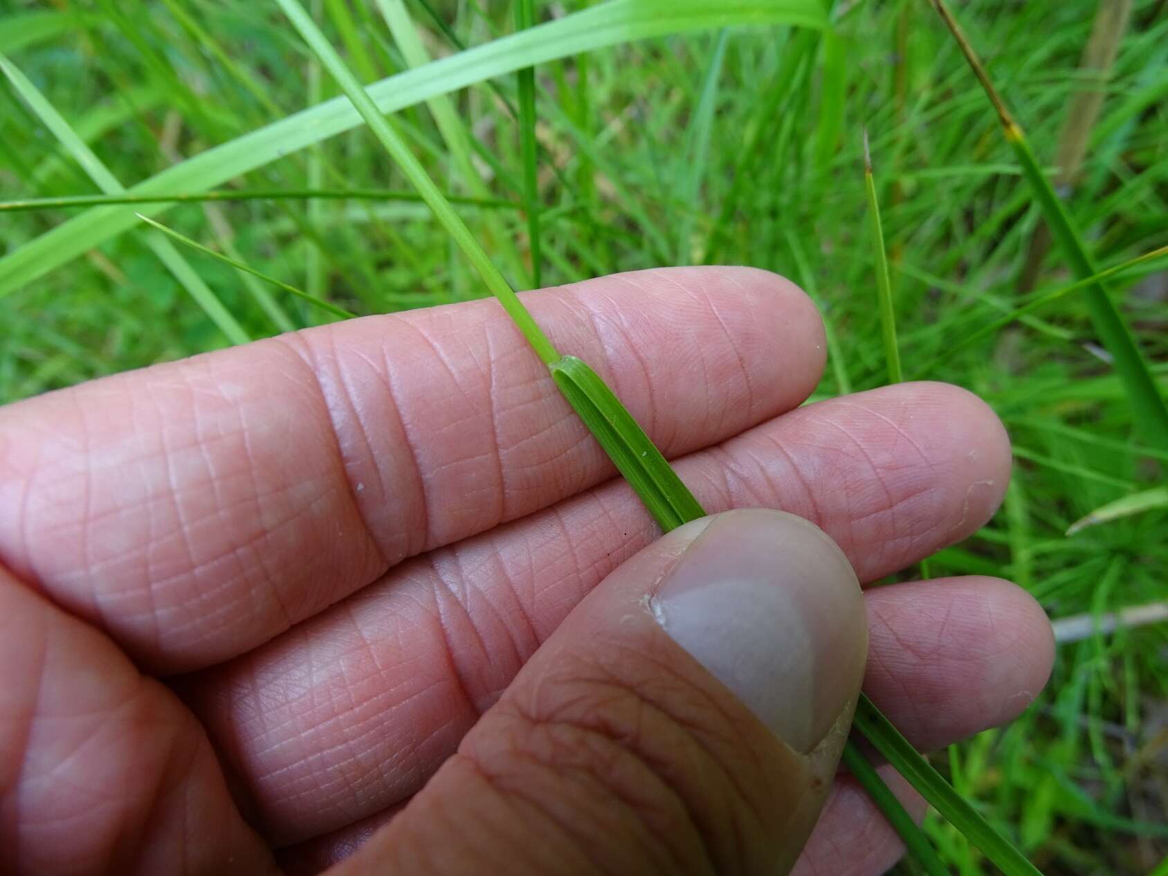 Image of bog rush