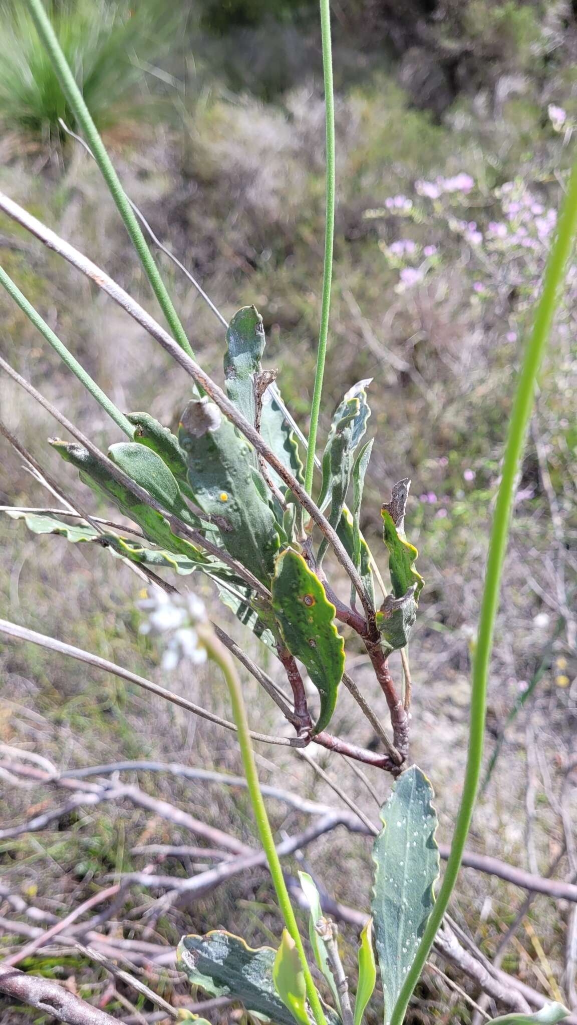 Image of Conospermum undulatum Lindl.