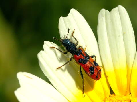 Image of <i>Trichodes umbellatarum</i>