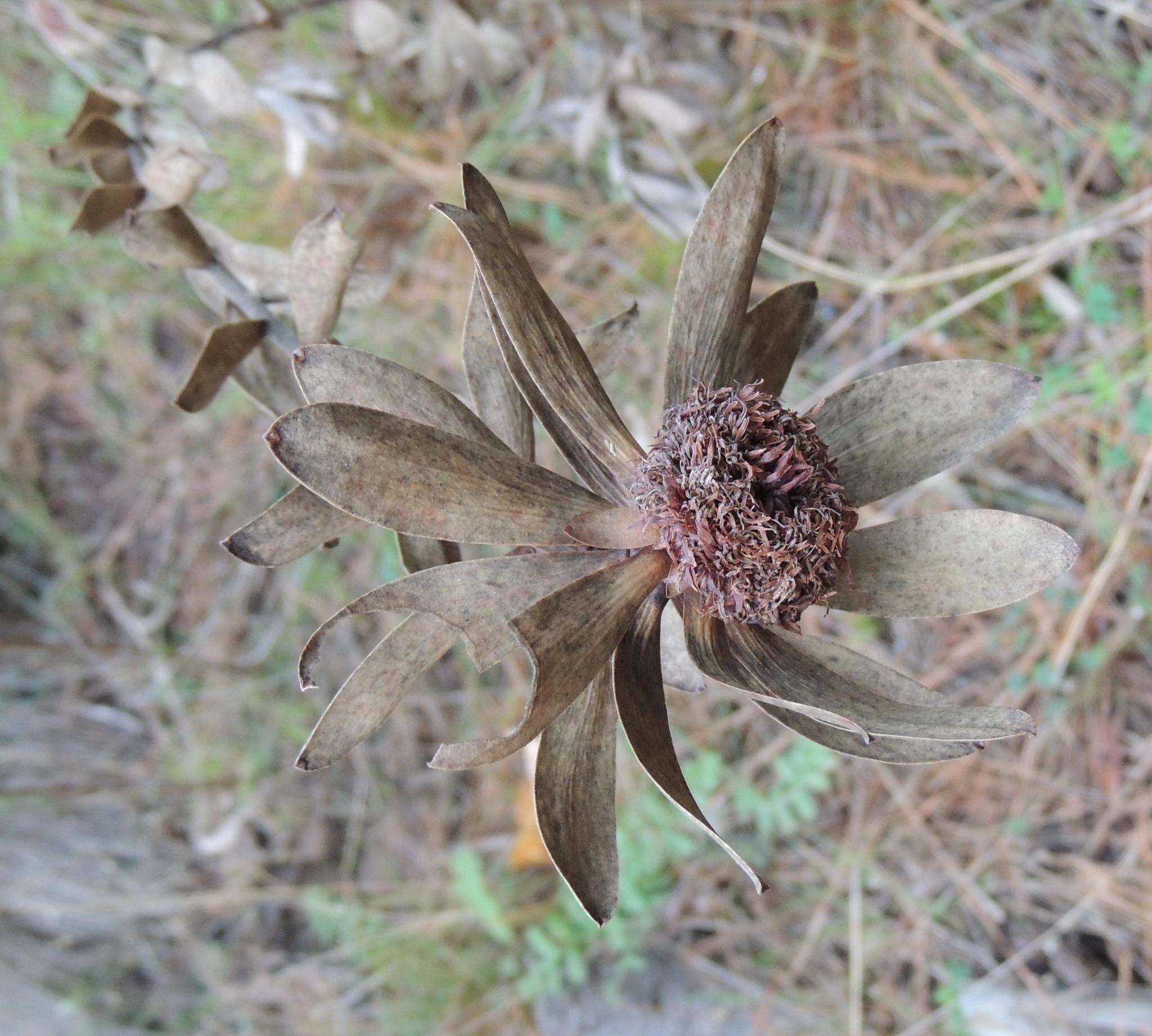 Image of Leucadendron globosum (Kennedy ex Andrews) I. Williams