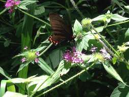 Слика од Parides montezuma (Westwood 1842)