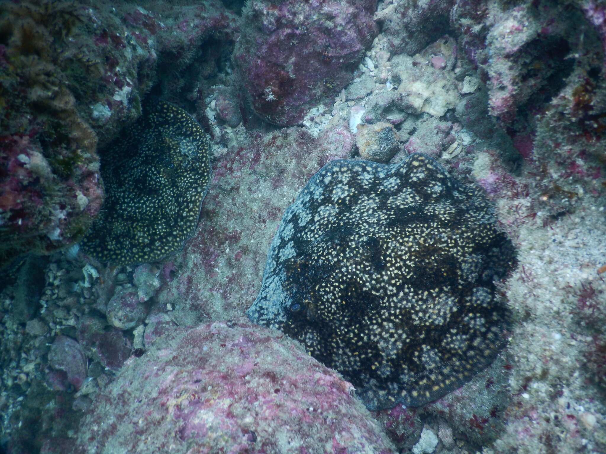 Image of Tumbes Round Stingray