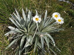 Sivun Celmisia semicordata subsp. stricta kuva