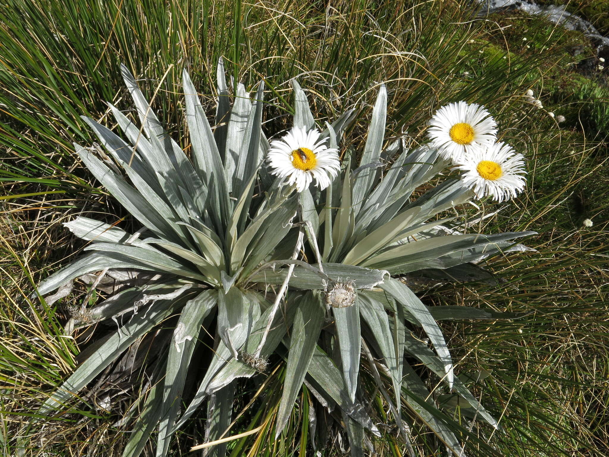 Слика од Celmisia semicordata subsp. stricta