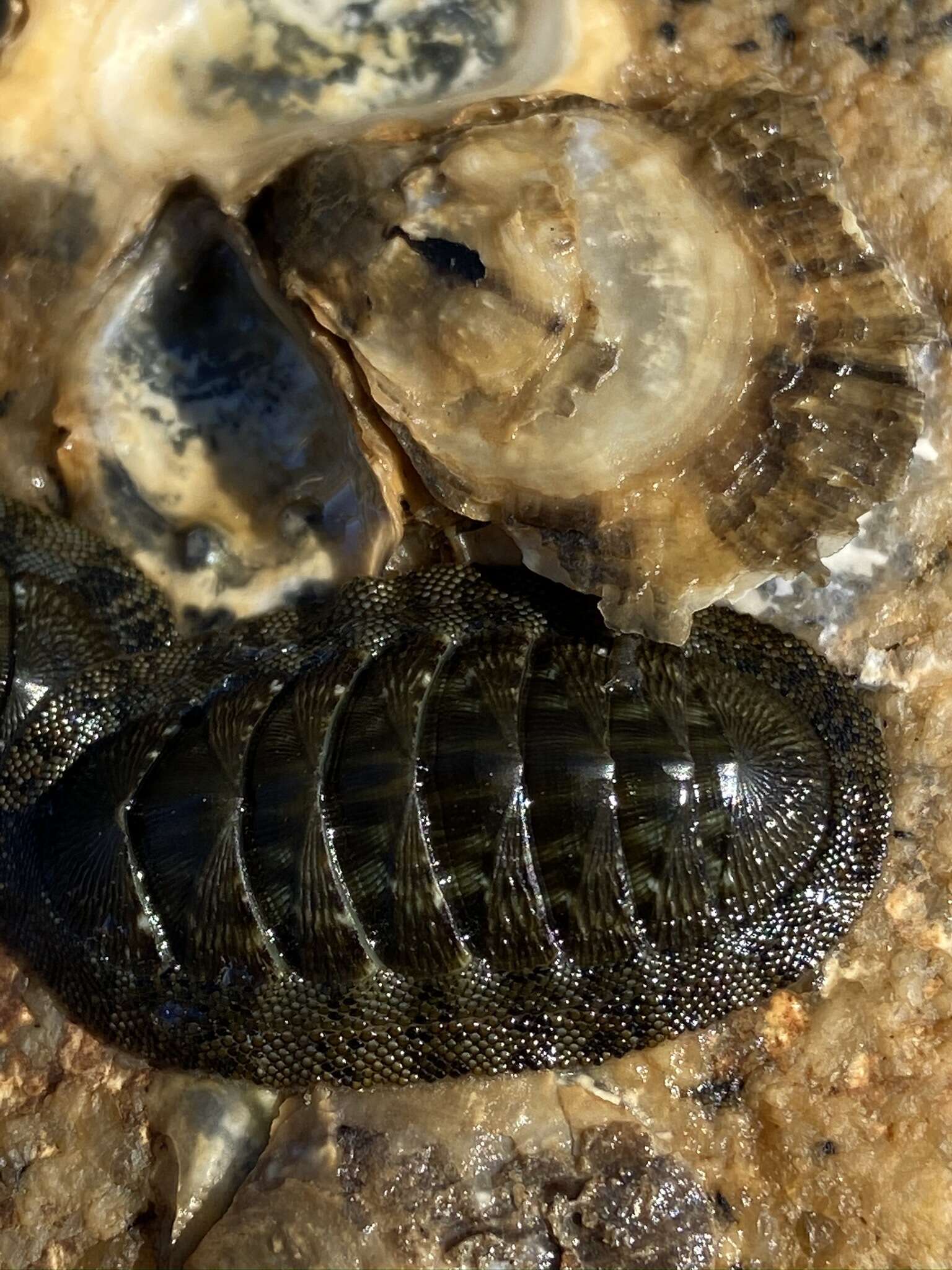 Image of Chiton virgulatus G. B. Sowerby II 1840