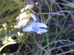 Image of Roella prostrata E. Mey. ex A. DC.