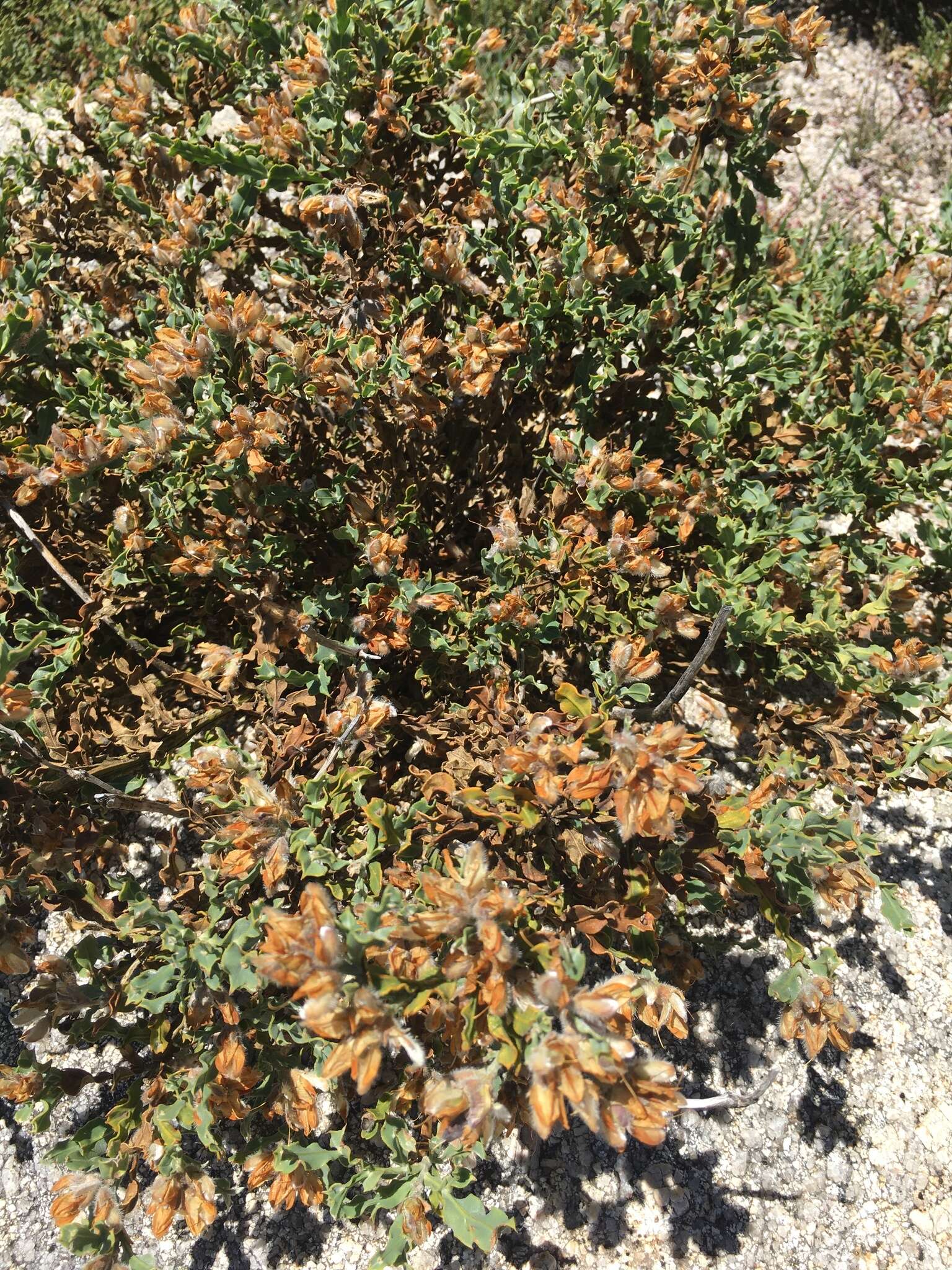 Imagem de Genista tridentata L.